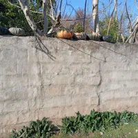 کدو|خوردنی و آشامیدنی|سنگر, |دیوار