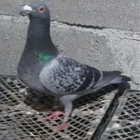 کبوتر