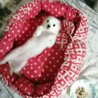 توله چند ماه حرف گوش کن