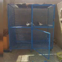 کفتر (جوش) عکس (کاری)توجه کنین‌