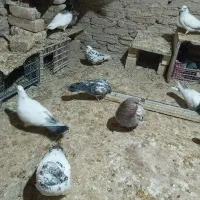 کفتر فروشی فوری