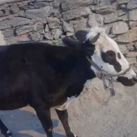 نونک دورگه گایلی ۳مانگ
