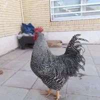 تخم مرغ نطفه دار نژاد پلیموت راک