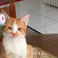 واگذاری گربه ماده دوماهه