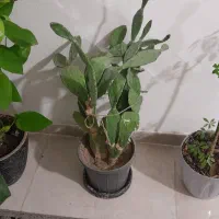 کاکتوس خرگوشی
