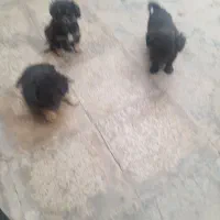 توله سگ پاپی نژاد پامر