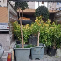 باغبانی گل کاری درخت کاری سمپاشی