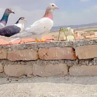 کفتر