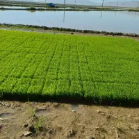 بذر چلتوک سینی