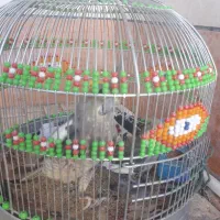 عروس هلندی