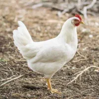 فروش مرغ زنده