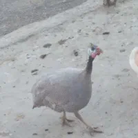مرغ شاخدار