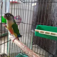 جوجه گرینچیک دستی  ۰. مرغ عشق ۰عروس هلندی مولد