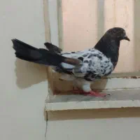 کبوتر ملقی .پلاکی