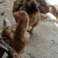 مرغ و خروس