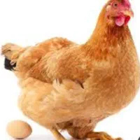 مرغ و خروس
