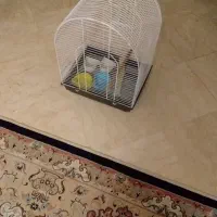 قفس