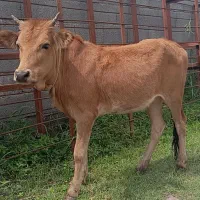 گوساله منده لیشه چالوسی عروسک گاونرماده ورزاکوله