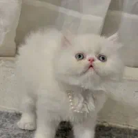 پرشین چشم آبی اصیل