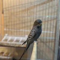 مرغ عشق بلک فیس،بلک وینگ(معاوضه با ردچیک)|پرنده|یزد, |دیوار