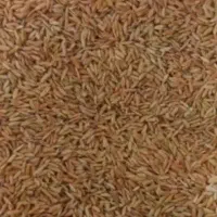 فروش برنج و چلتوک لنجان