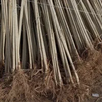 فروش انواع نهال مثمر وغیره مثمر