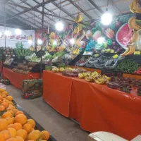 نیروی کار وسط کار جهت چیدمان میوه وتخلیه بار
