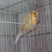 قناری نر بخون قرص