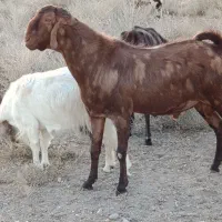 گوسفند تخمی