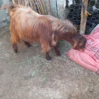 چتی یه زنک تروشت فروشی