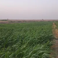 علوفه برای فروش|حیوانات مزرعه|حمیدیه, |دیوار