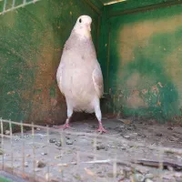 جوجه کبوتر پرشی