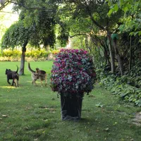 باکس گل رز سلطنتی مصنوعی خواستگاری