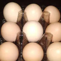 تخم مرغ محلی تازه