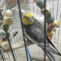 عروس هلندی سالم و سلامت با قفس