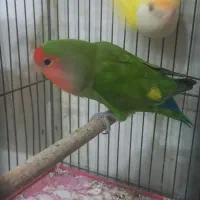 کوتوله جفت نرو ماده