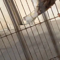 قناری ماده نسل خوب کار داده