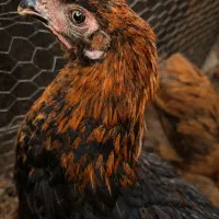 معاوضه