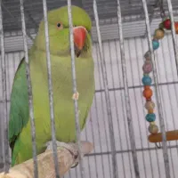 طوطی و عروس هلندی بینظیر