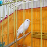 قناری نر رسمی مست