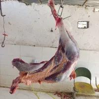 شترمرغ گوشتی