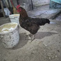 مرغ محلی معاوضه با خروس