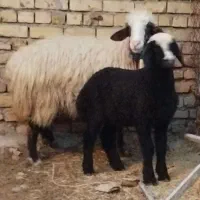 دو عدد میش بره روزگاری