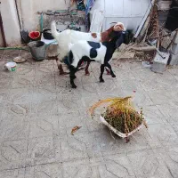 بز خوب