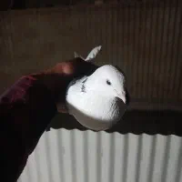 کفتر|پرنده|تهران, حر|دیوار