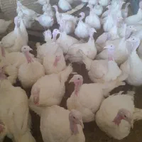 بوقلمون گوشتی پرکن رایگان