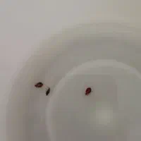 سمپاشی ساس، سم پاشی سوسک کنه گال موش