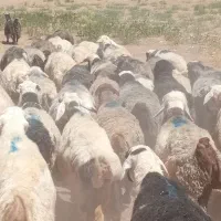بز شیر دار فروشی