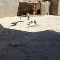 سلام 3 جفت کفتر