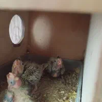 با سلام جوجه عروس سرلاکی